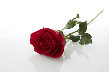 red rose flower