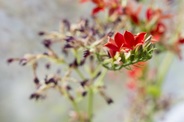 Fototapeta na wymiar Withering flowers with red flowers.