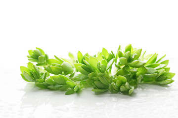 ツルマンネングサ　-Sedum sarmentosum-