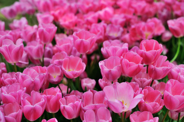 Obraz premium Tulips in Gulhane Park, Sultan Ahmet, Istanbul, Turkey.
