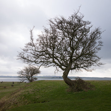 Baum (Mols Bjerge)
