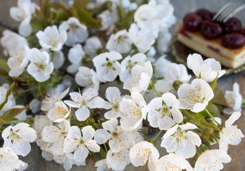 Kirschblüten mit einen Stück Kirschkuchen