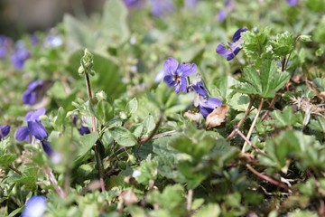 beautiful flowering plant Viola odorata