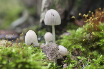 Mushrooms (Coprinus disseminatus) on a stump