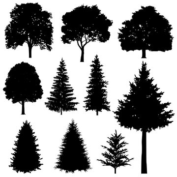 Forest coniferous and deciduous fir trees vector silhouettes set