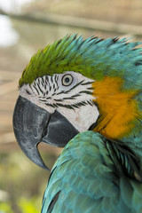 Close up blue and gold Macaw