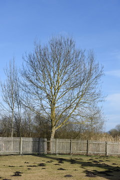 Baum, Laubbaum, Winter, Fr&uuml;hling, kahl, Zaun, Holzzaun, Lattenzaun