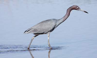Little blue heron wading