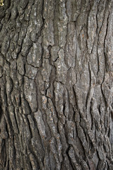 bark tree texture