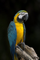 Close up blue and gold macaw , beautiful parrot