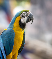 Close up blue and gold macaw , beautiful parrot