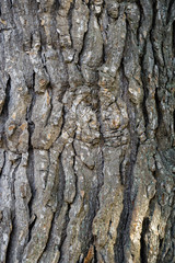 tree bark dark texture