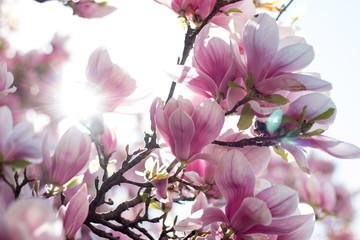 Rosa Magnolienblüten im Frühling, Sonnenstrahlen
