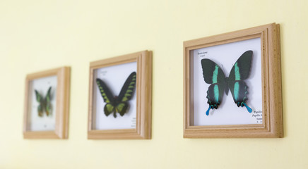 Butterflies in frames on the wall. © lapis2380