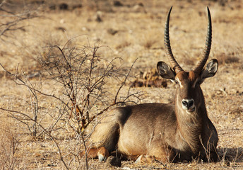 Waterbuck sitting