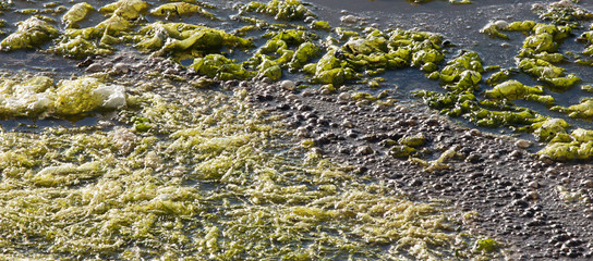 Green algal bloom
