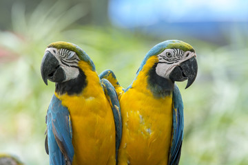 Close up blue and gold macaw , beautiful parrot