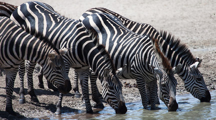Fototapeta na wymiar Four zebras drinking at watering hole