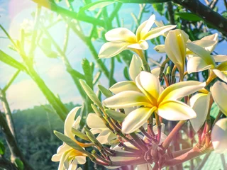 Wall murals Frangipani plumeria flowers and light leak style for background