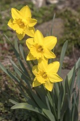 Fototapeta premium beautiful flowering plant Narcissus