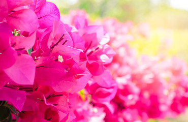 the Pink bougainvillea flower are blooming in the garden with sunlight