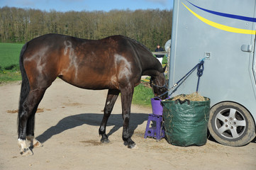 cheval