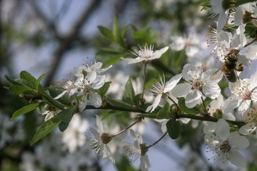 beautiful flowering cherry tree in spring