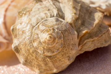 Sea Shell Macro