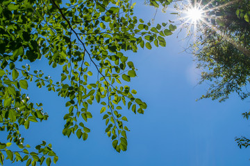 Obraz premium background of green leaves tree with sunlight