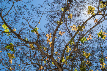 background of green leaves tree with sunlight