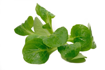 Feldsalat