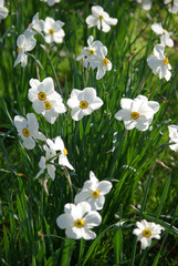 Narcisses blancs au printemps au jardin