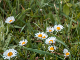 Obraz premium Gänseblümchen auf der Wiese