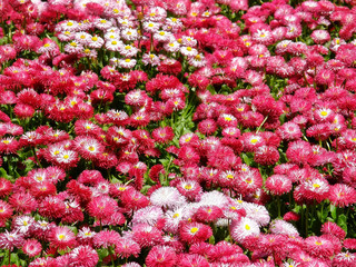 Field of pink daisies