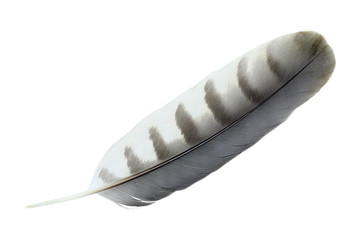 bird feather isolated on white background