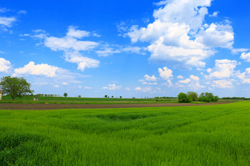 green wheat field