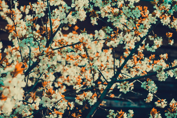 Spring White Blooming Trees Retro