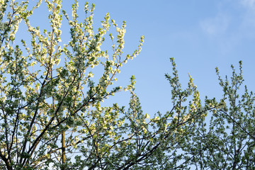 Spring White Blooming Trees
