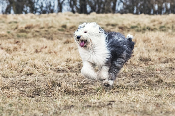 Walking Old English Sheepdog