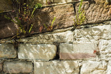 Sandstone wall damaged grass weed Copyspace.