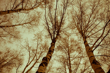 Tree Branches without Leaves Retro