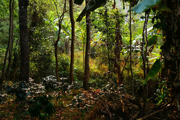  Enchanted and mysterious tropical forest with beautiful light
