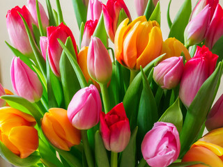 Tulip. Beautiful bouquet of tulips closeup.