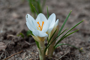 Spring. Nature is waking up. Crocuses