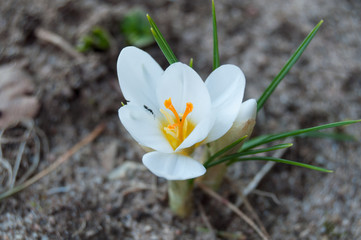 Spring. Nature is waking up. Crocuses