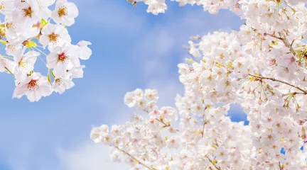 Photo sur Plexiglas Fleur de cerisier Fleurs de cerisier