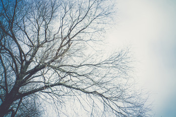 Fototapeta na wymiar Tree Branches without Leaves Retro