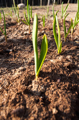 Spring. Nature is waking up. Garlic risen up