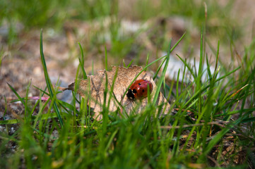 Spring. Nature is waking up. Ladybird on grass
