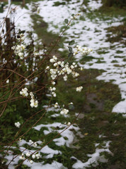 Obraz na płótnie Canvas Symphoricarpos albus laevigatus, common snowberry.